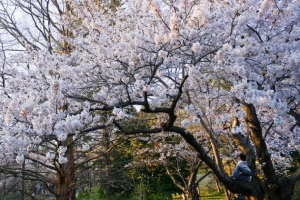 Фото: flickr На фото: Деревья сакуры в High Park были подарком от японского посла жителям Торонто