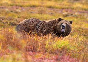Фото: Wikimedia Commons На фото: Иллюстрация