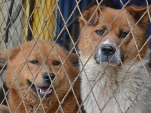 Фото: pxhere.com На фото: За последние три года Международное гуманитарное общество привезло в Канаду, США и Великобританию более 1,300 спасенных собак