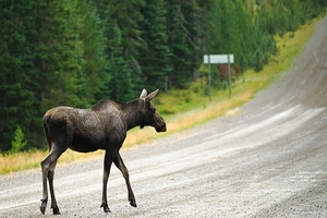 Фото: commons.wikimedia.org На фото: Большинство ДТП с участием лосей, оленей и прочих животных происходит между 21 часом и полуночью