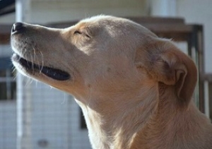 rescuedogsmatch.com